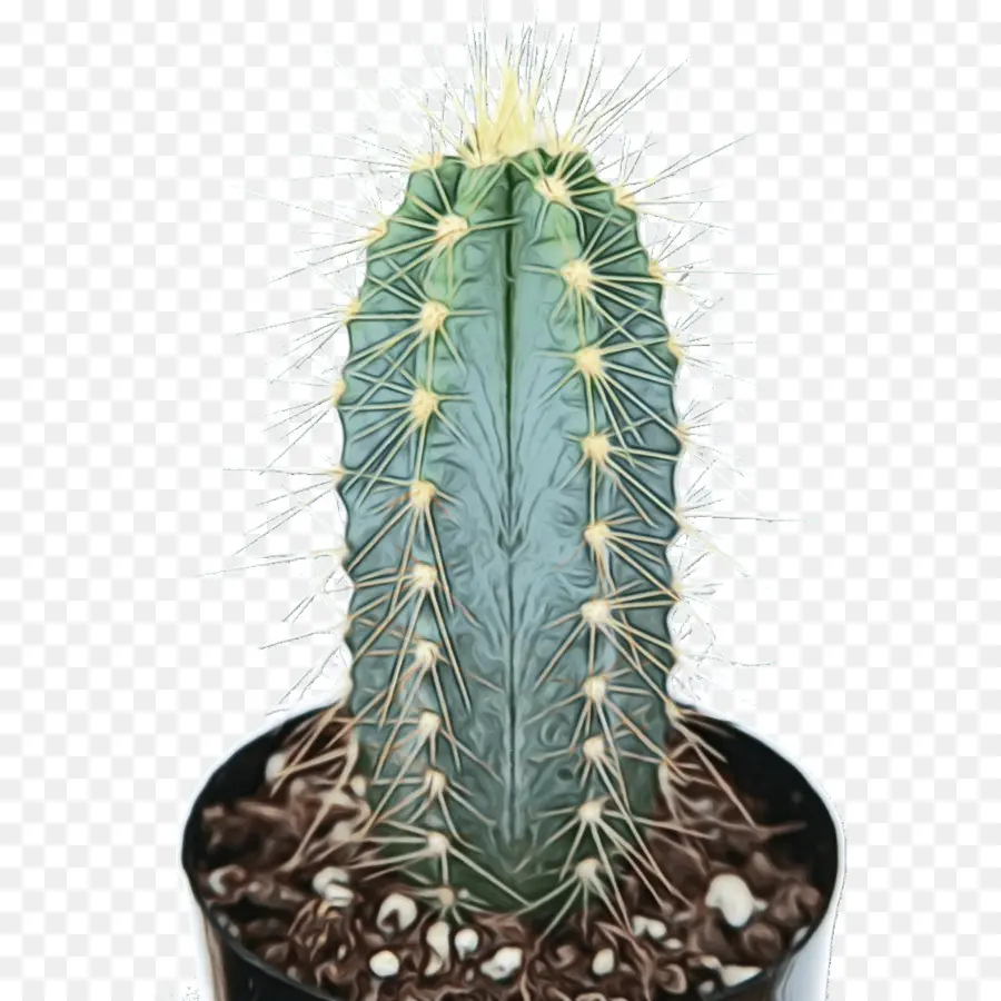 Cactus San Pedro，Pilosocereus Pachycladus PNG