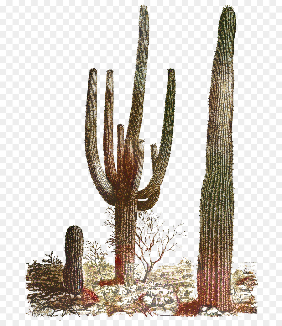 Cactus，Desierto PNG