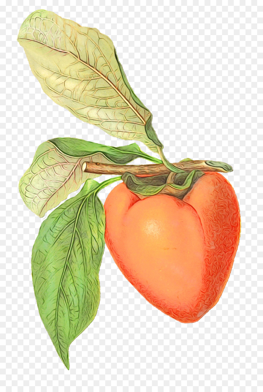 Tomate，Caqui PNG