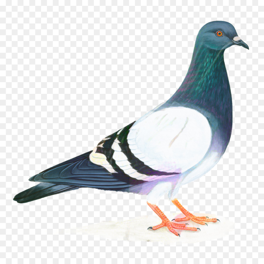 Las Palomas Y Las Palomas，Paloma Mensajera PNG