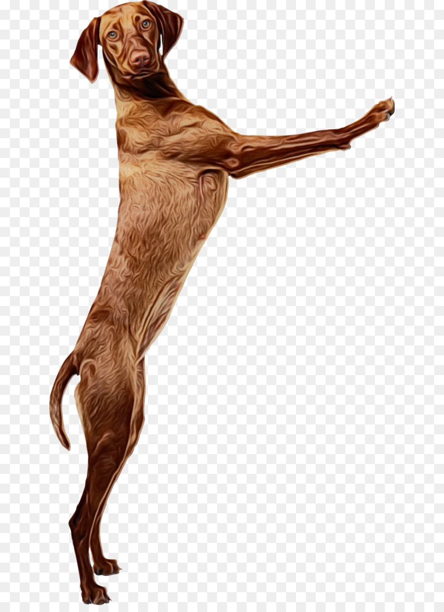 Vizsla，Cachorro PNG