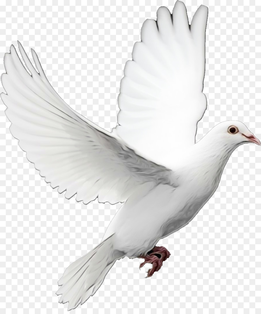 Las Palomas Y Las Palomas，Aves PNG