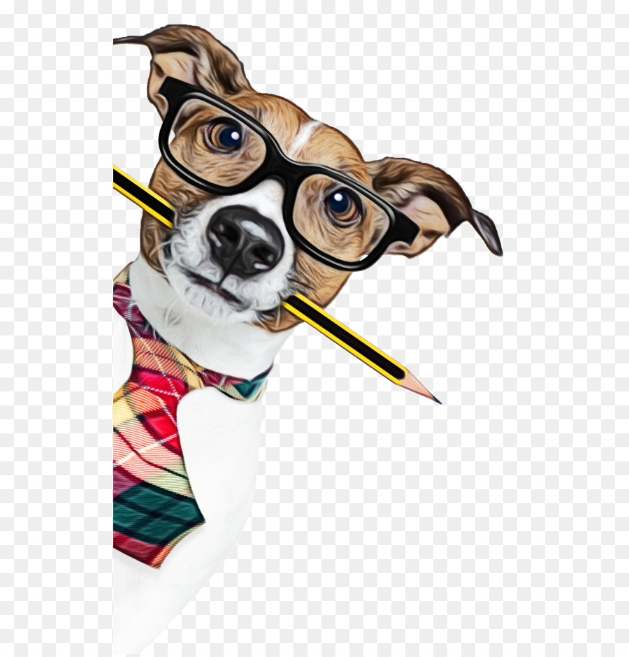 Raza De Perro，Lebrel Italiano PNG