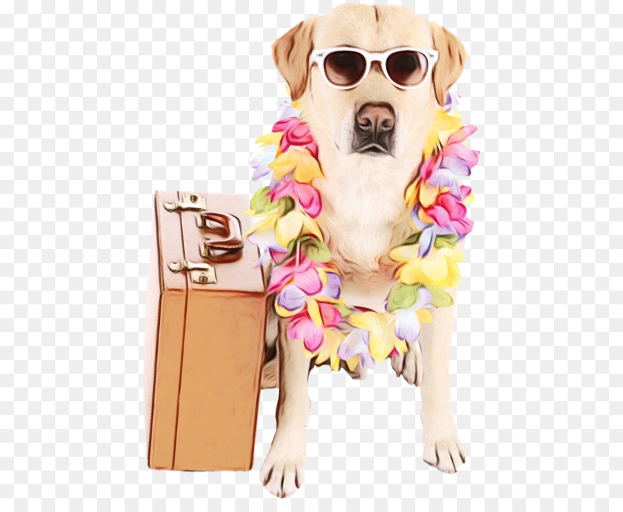 Perro Con Gafas De Sol，Maleta PNG