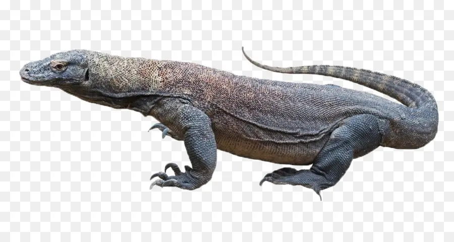 Dragón De Komodo，Lagarto PNG
