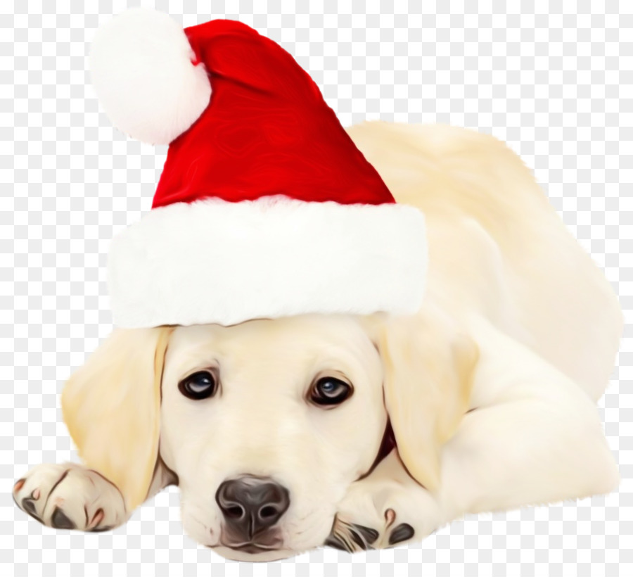 Labrador Retriever，Cachorro PNG