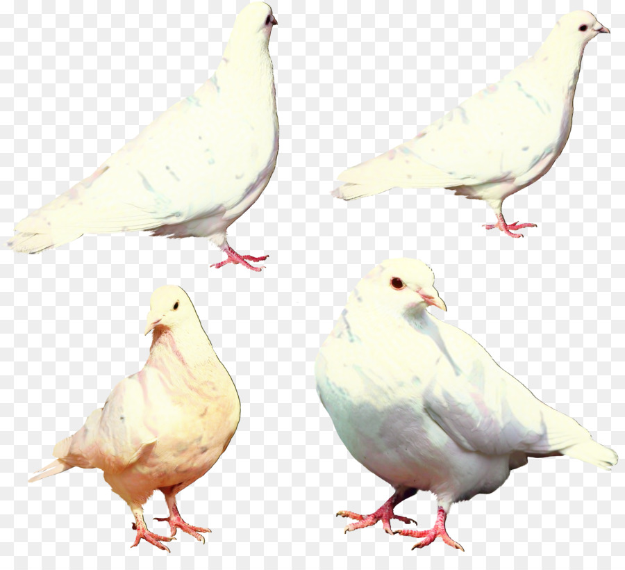 Las Palomas Y Las Palomas，Aves PNG