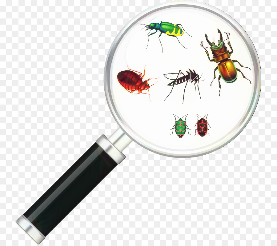 Los Insectos，La Membrana PNG