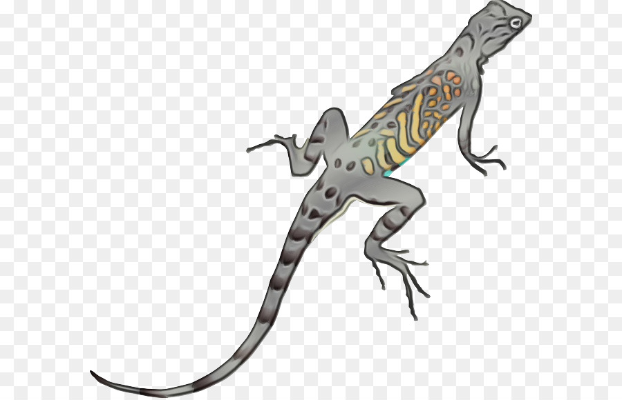 Lagarto，Reptil PNG