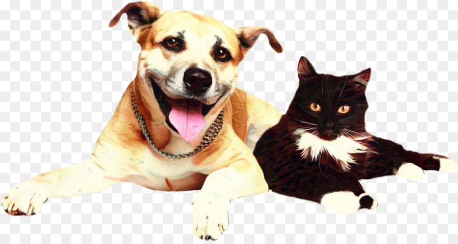 Gato Y Perro，Mascotas PNG