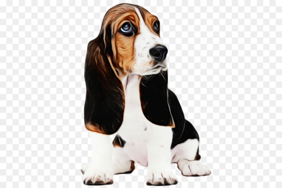 Basset Hound，Beagle PNG