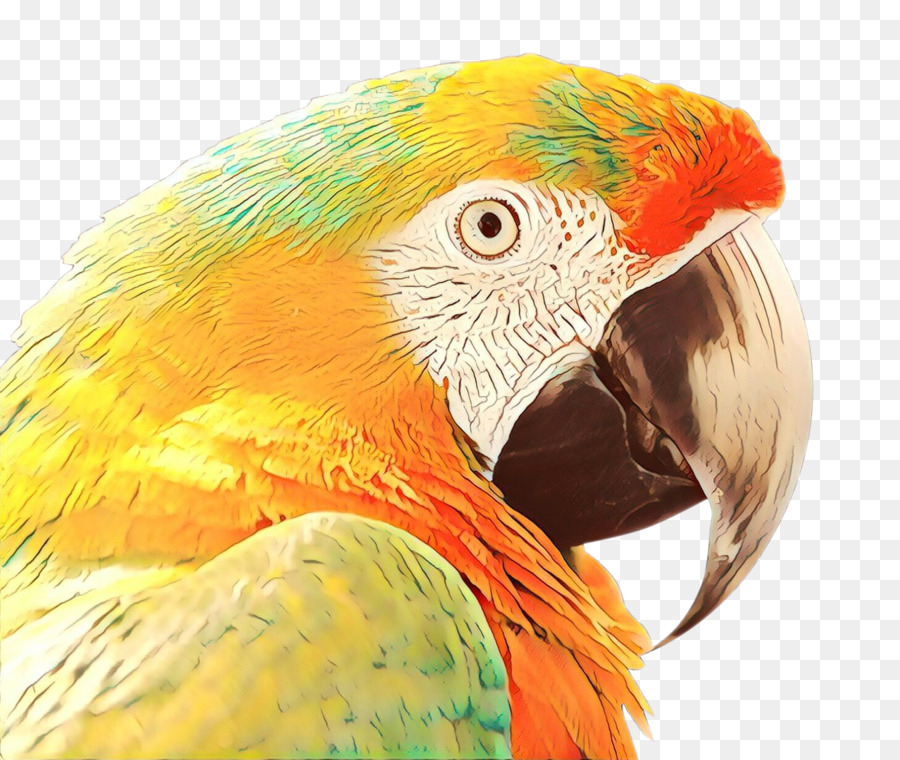 Guacamayo，Aves PNG