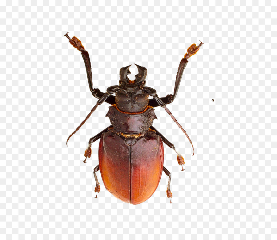 Escarabajo，Hormiga PNG