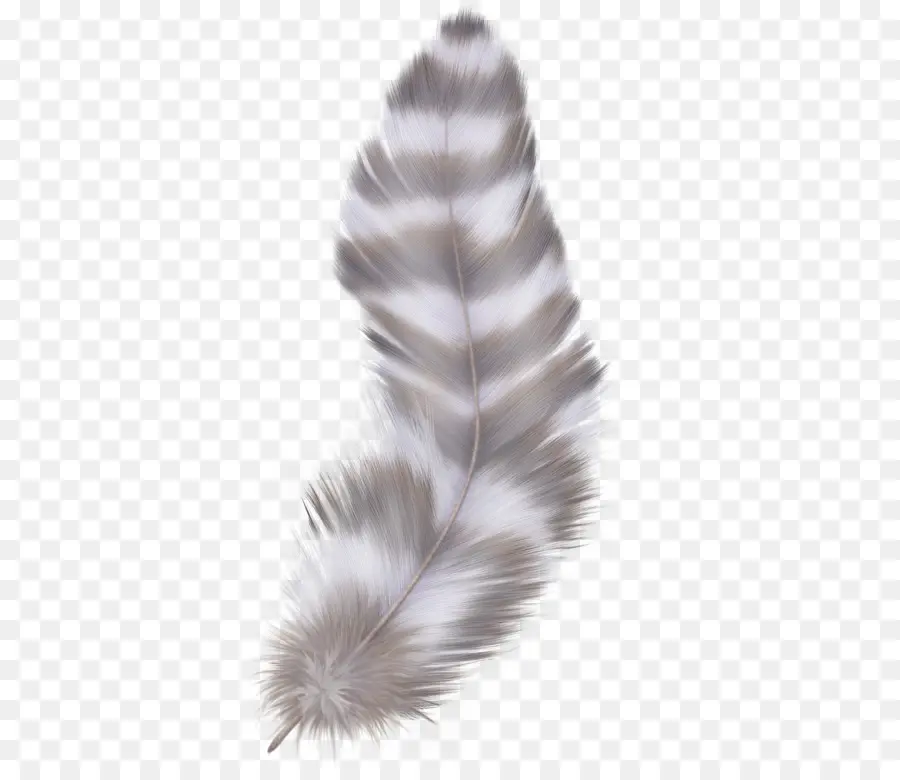 Pluma，Suave PNG