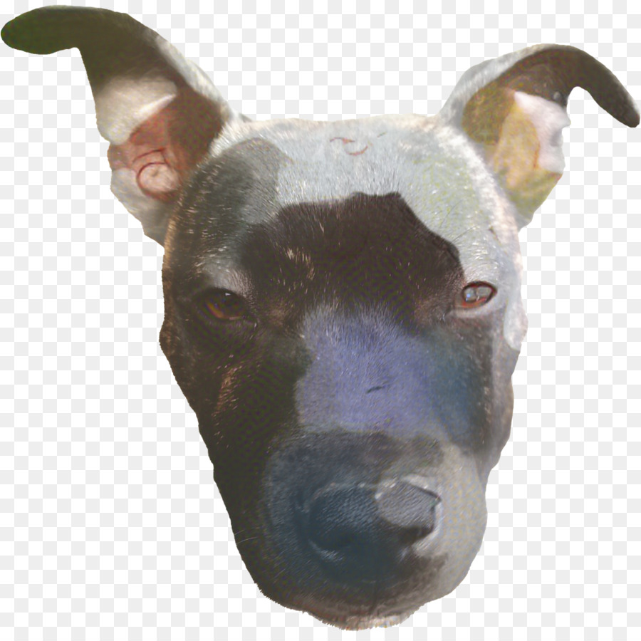 Bull Terrier，Bull Terrier Miniatura PNG