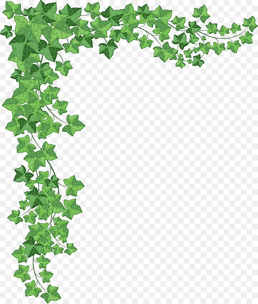 Vid，Ivy PNG