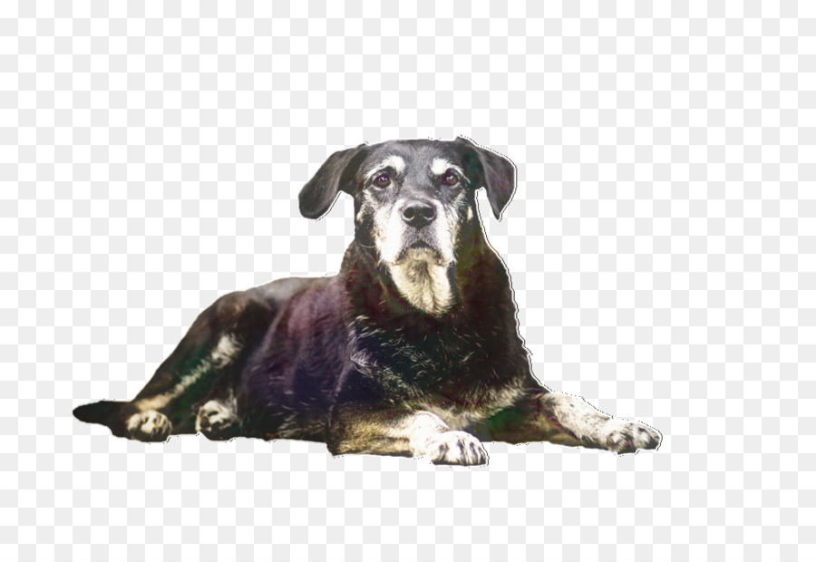 Raza De Perro，Mascota PNG