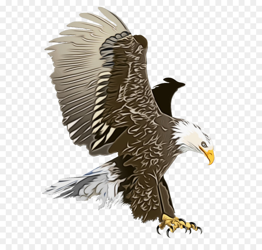 águila Calva，águila PNG