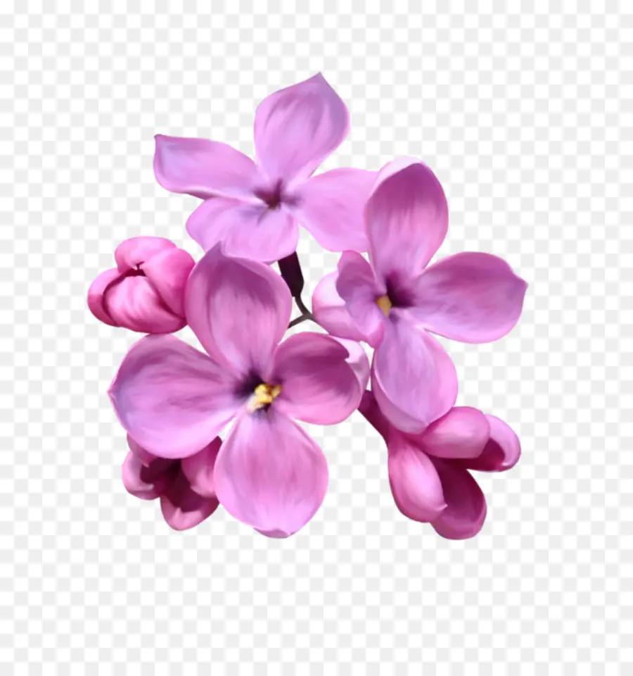 Lila，Flor PNG