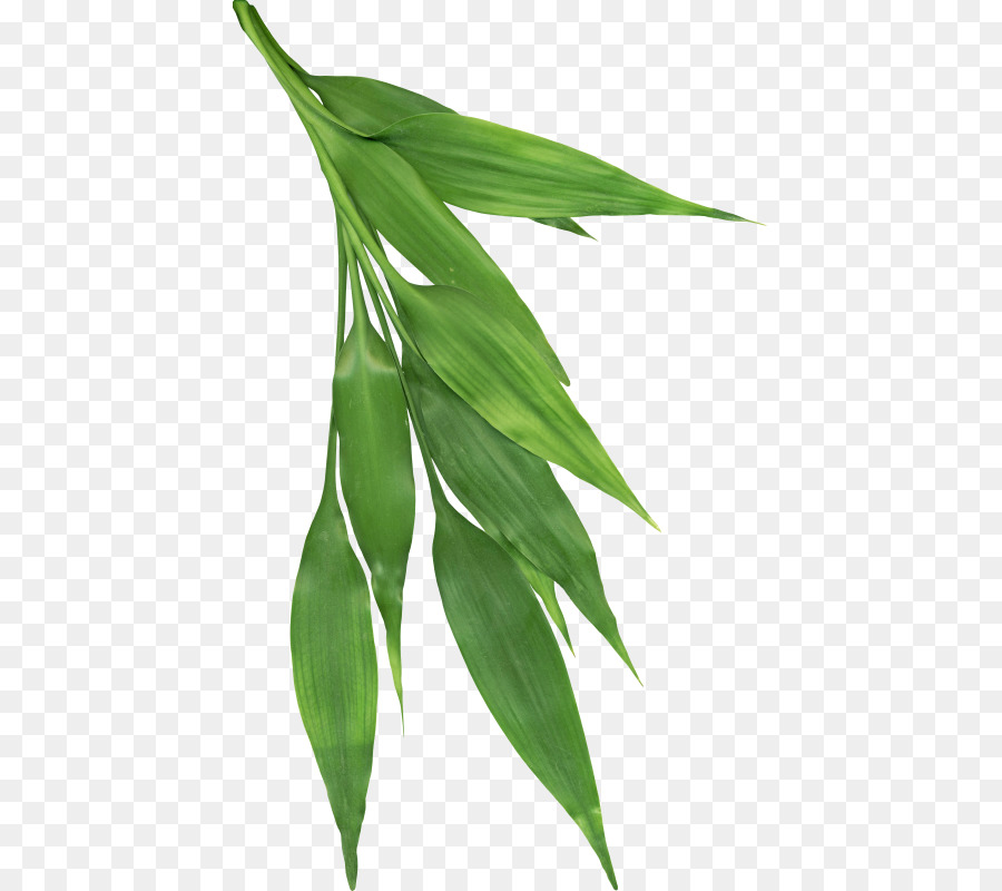 Hoja，Las Plantas PNG