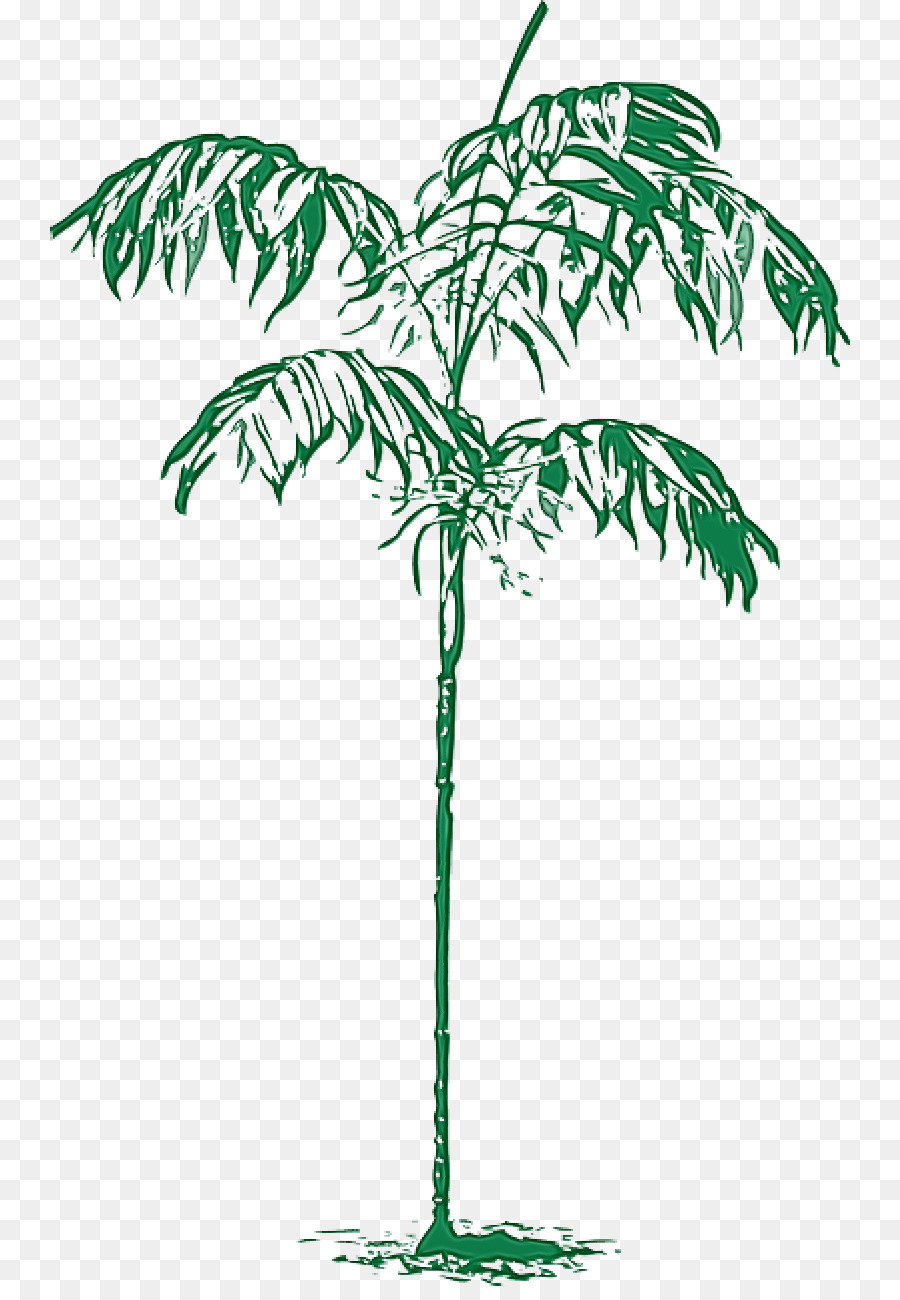 Palmera，Planta PNG