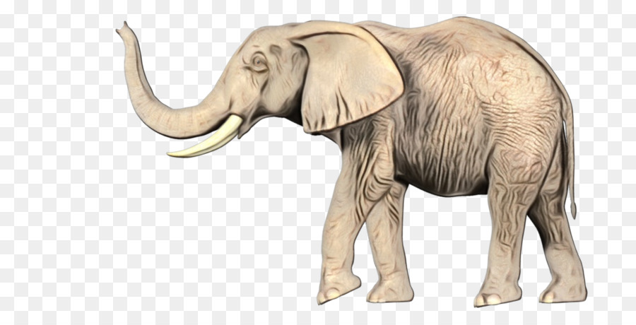 El Elefante Africano，Elefante Indio PNG