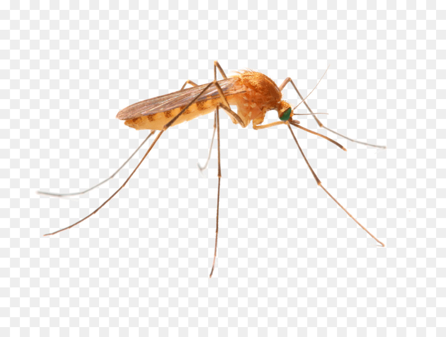 El Control De Los Mosquitos，Termitas PNG