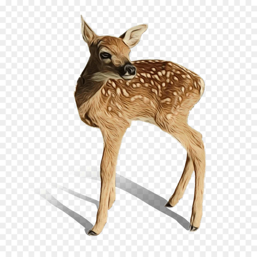 Whitetailed Ciervo，Los Ciervos PNG