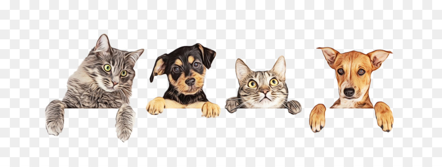 British Shorthair，Pinscher Miniatura PNG