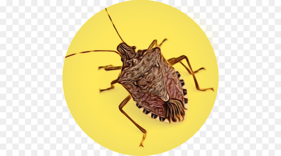 Los Insectos，Rata PNG