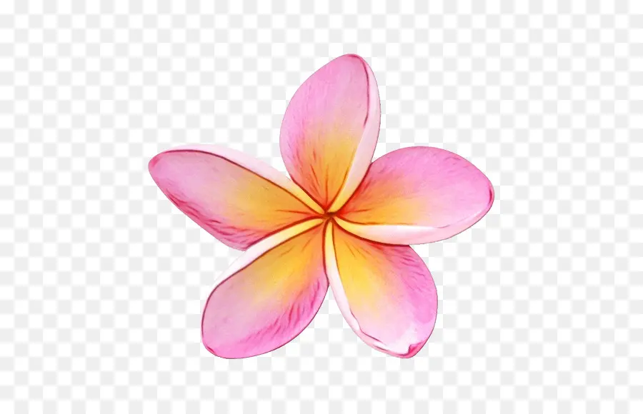 Frangipani，Royaltyfree PNG