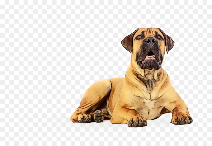 Boerboel，Mastín Inglés PNG