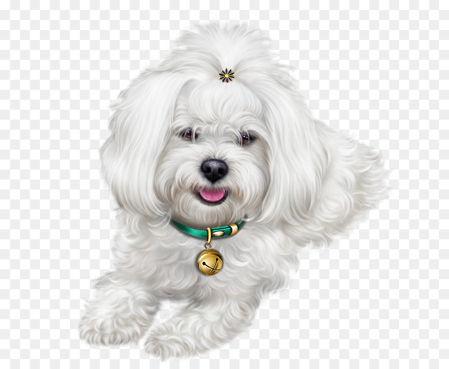 Perro Maltés，Havanese Perro PNG