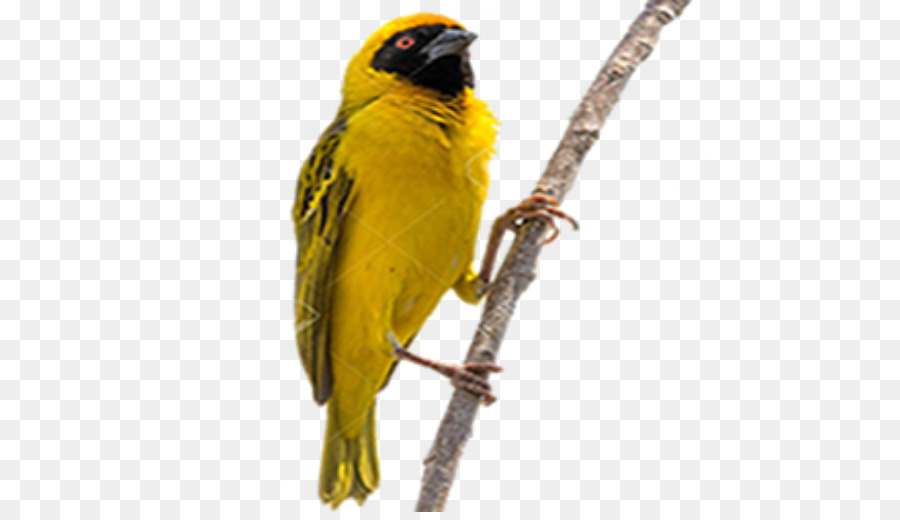 Budgericar，Aves PNG