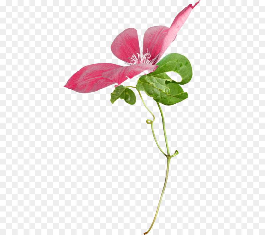 Flor，Pétalos PNG