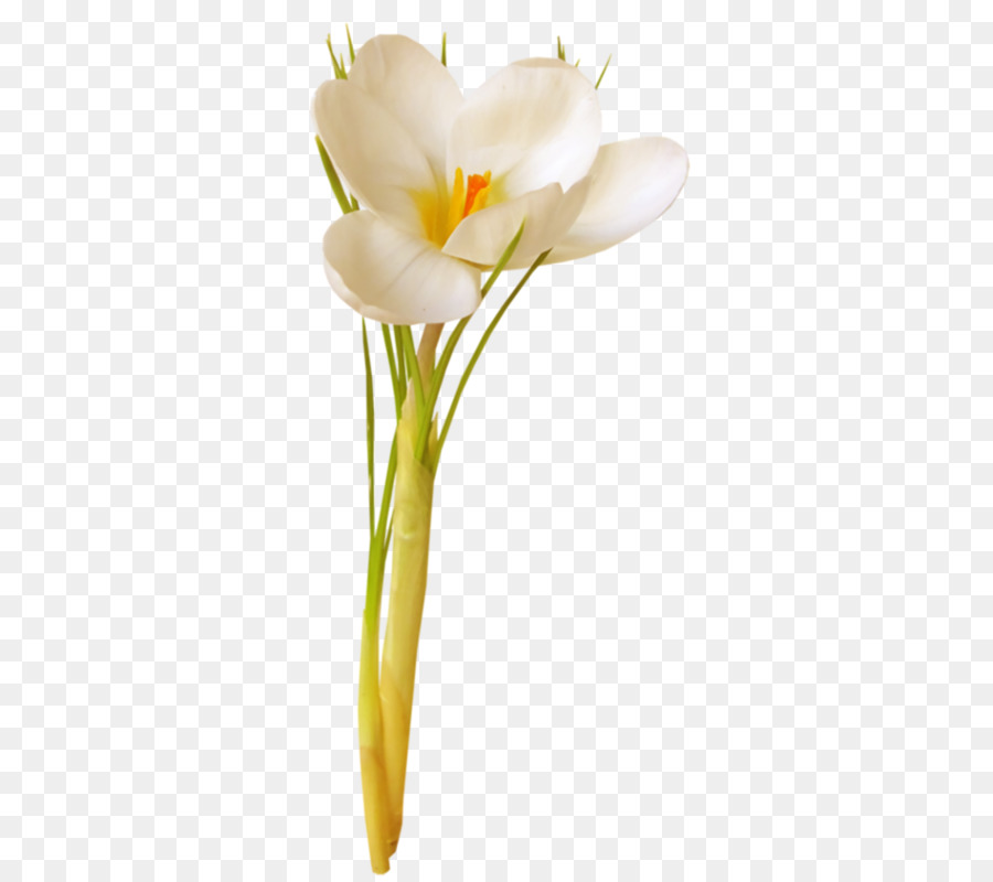 Diseño Floral，Flor PNG