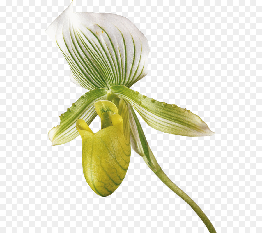 Las Orquídeas，Flor PNG