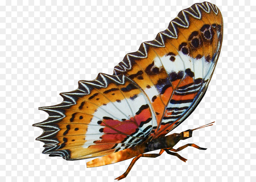 Mariposa，Alas PNG