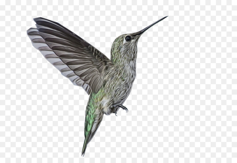 Colibrí，Alas PNG