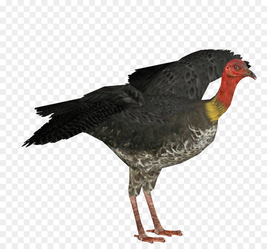 Pollo，Fondo De Escritorio PNG