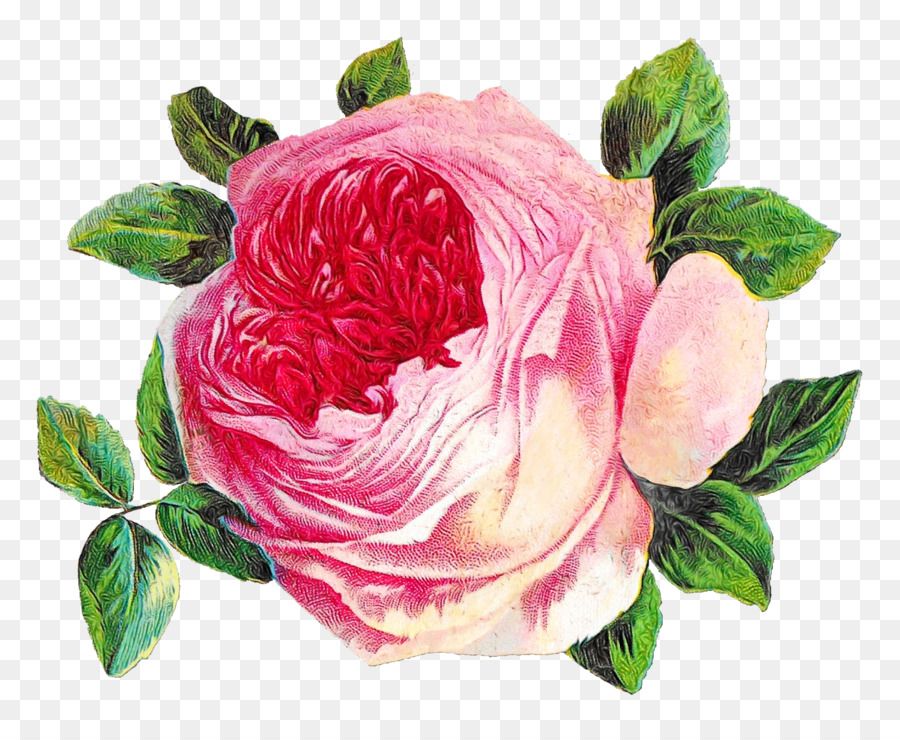 Las Rosas De Jardín，Col Rosa PNG