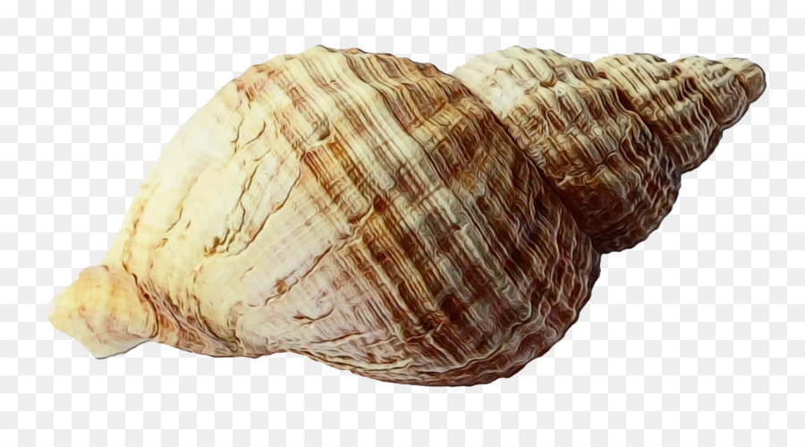 Concha，Molusco De Concha PNG