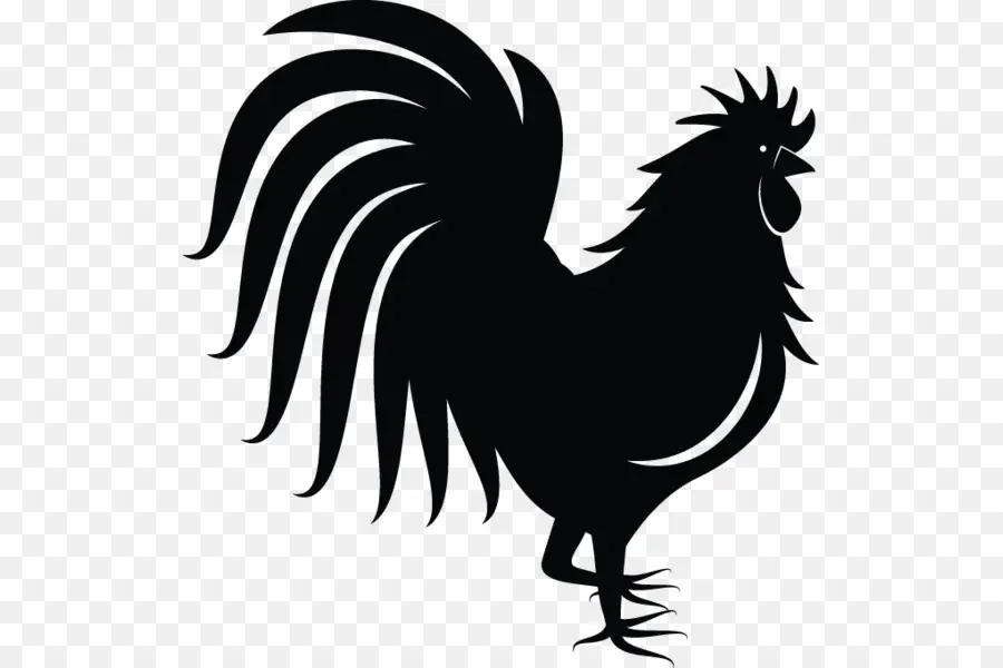 Pollo，Gallo PNG