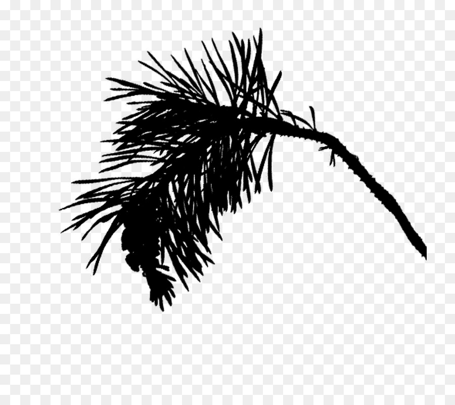 Palmera，Árbol PNG