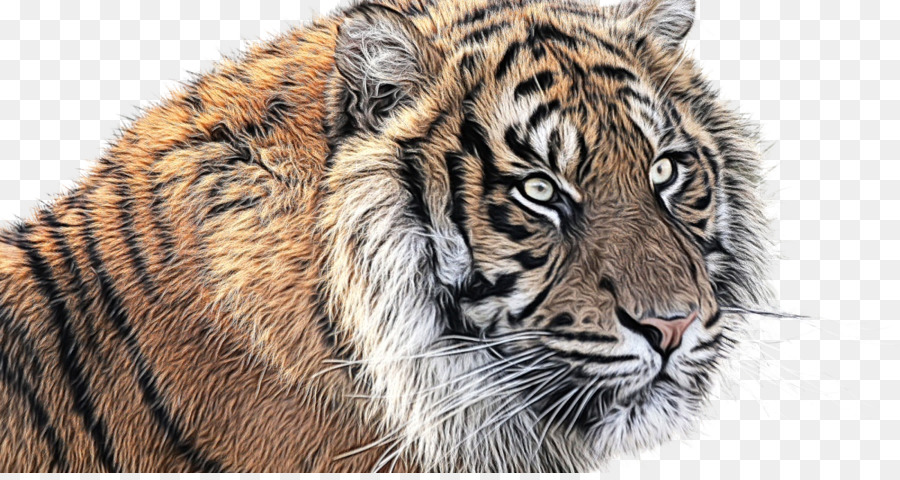 Tigre，Sueño PNG