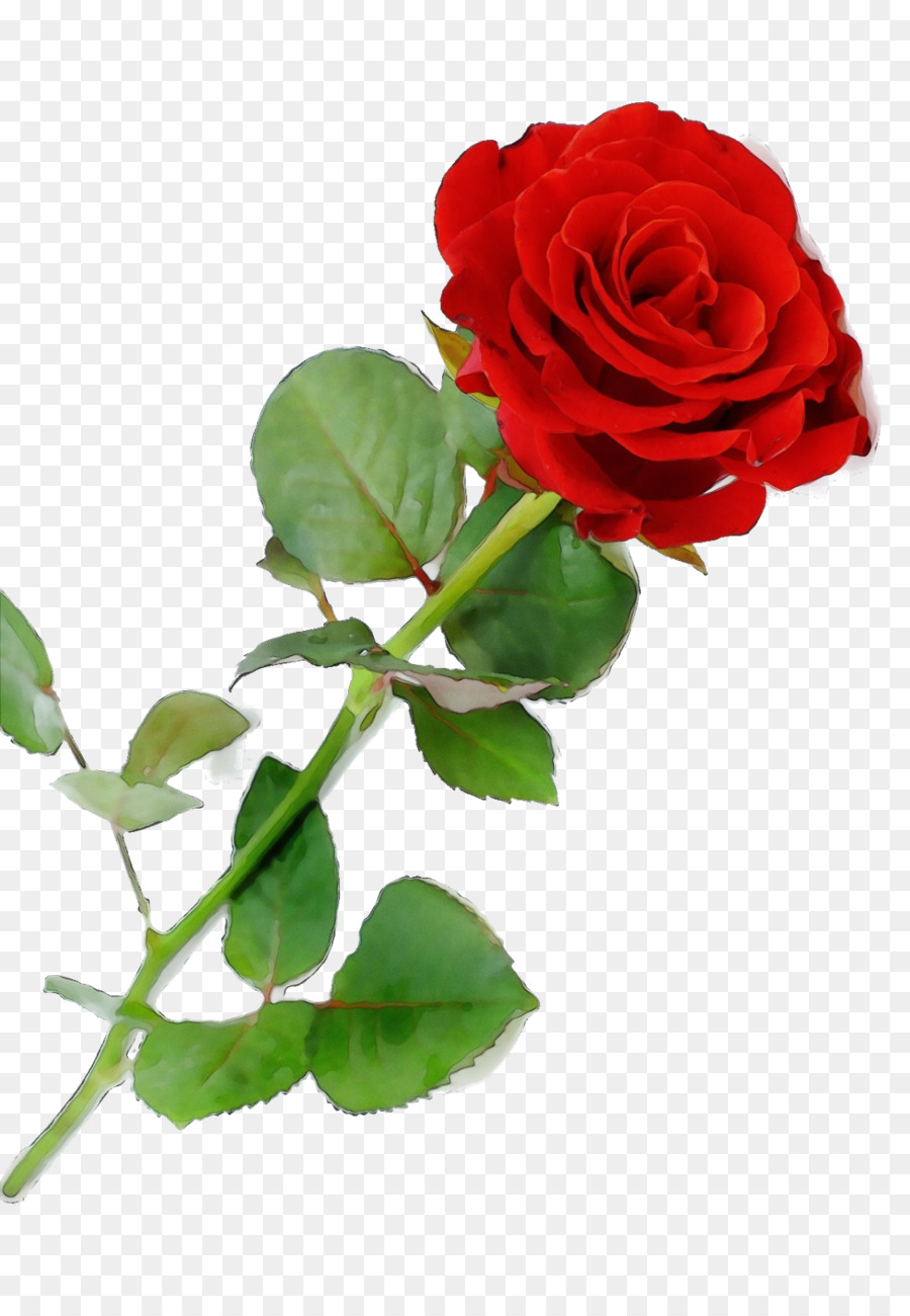 Rosa，Rojo PNG