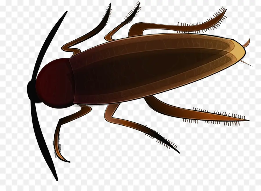 Cucaracha，Los Insectos PNG