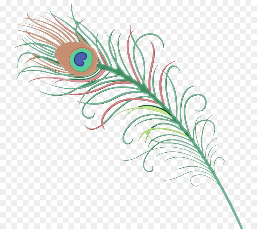 Pavo Real，Pluma PNG