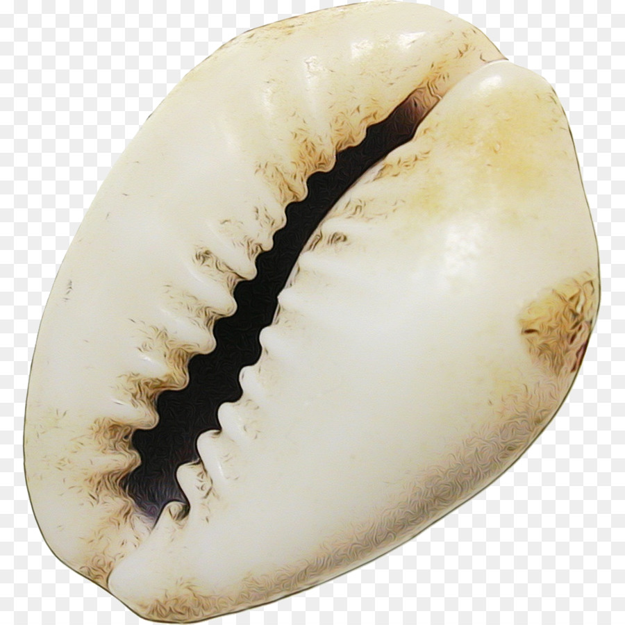 Berberecho，Conchology PNG