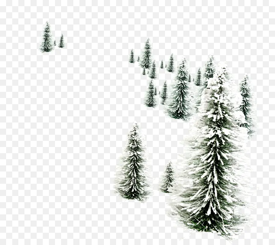 árboles Nevados，Invierno PNG